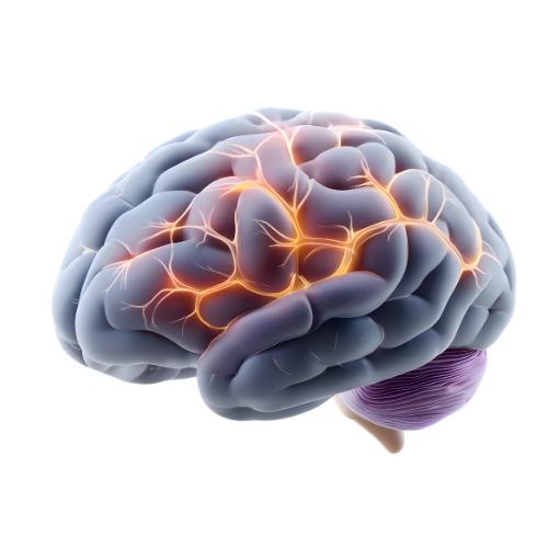 BRAIN , NERVES & PSYCHOLOGY | دماغ   ،اعصاب اور نفسیات